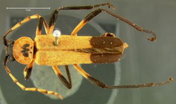 Media type: image;   Entomology 33875 Aspect: habitus dorsal view